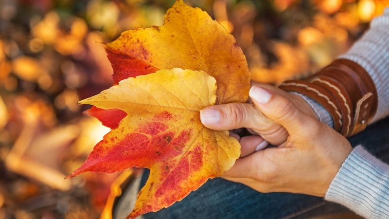 Autumn Reminds Us to See the Beauty in Change